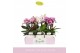 Phalaenopsis multiflora mix Boquetto Pinko Mix 3-5 spike in Lazio Whit 