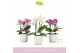 Phalaenopsis multiflora mix Boquetto Pinko Mix 3-5 spike in Lazio Whit 