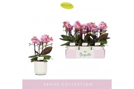 Phalaenopsis multiflora roze Boquetto Romantico 3-5 spike in Lazio Whi