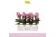 Phalaenopsis multiflora roze Boquetto Romantico 3-5 spike in Lazio Whi 