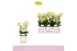 Phalaenopsis multiflora geel Boquetto Sensation 3-5 spike in Lazio Whi