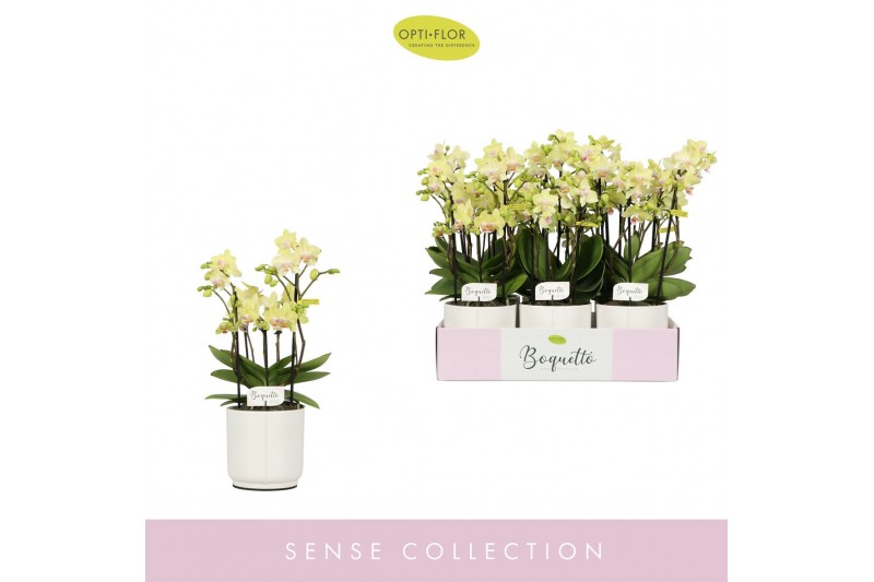 Phalaenopsis multiflora geel Boquetto Sensation 3-5 spike in Lazio Whi 