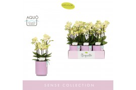 Phalaenopsis multiflora geel Boquetto Sensation 3-5 spike in Molise Li