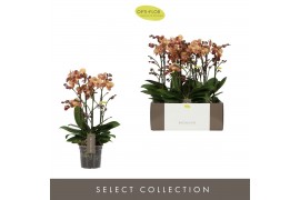 Phalaenopsis multiflora oranje Exclusivo Monaco Gold >4 spike 40 bl. 4