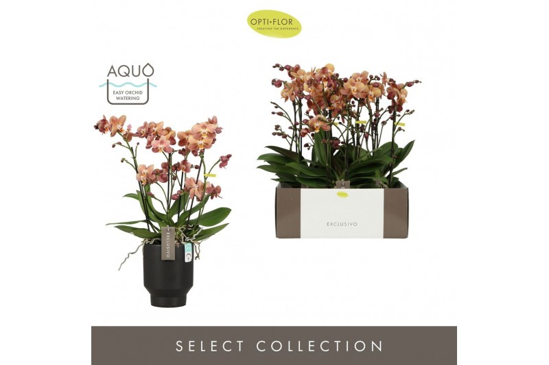 Phalaenopsis multiflora oranje Exclusivo Monaco Gold >4 spike in Emili 