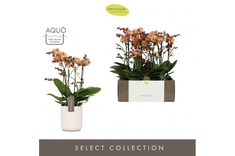 Phalaenopsis multiflora oranje Exclusivo Monaco Gold >4 spike in Molis 