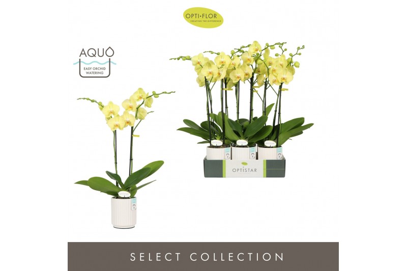 Phalaenopsis anthura ferrara Optistar Ferrara 2 spike in Molise White  