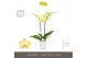 Phalaenopsis anthura ferrara Optistar Ferrara 2 spike in Molise White  
