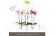 Phalaenopsis mix Optistar Hollywood Mix 2 spike 50 cm in Emilia White  