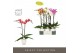 Phalaenopsis mix Optistar Hollywood Mix 2 spike 60 cm in Emilia White  