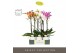 Phalaenopsis mix Optistar Hollywood Mix 2 spike 60 cm in Emilia White  