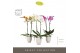 Phalaenopsis mix Optistar Hollywood Mix 2 spike 60 cm in Emilia White  