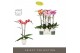 Phalaenopsis mix Optistar Mix 2 spike 50 cm in Emilia White Aquo 15 bl 