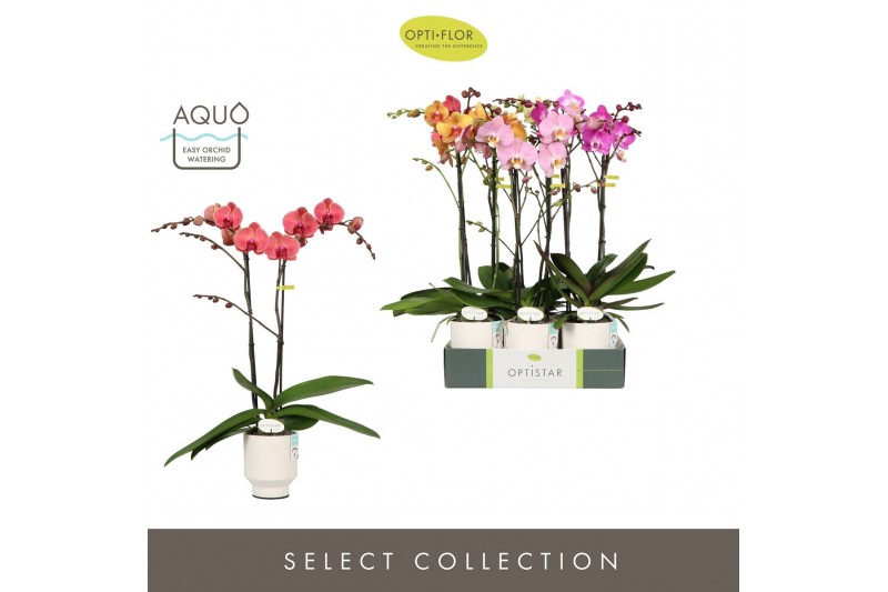 Phalaenopsis mix Optistar Mix 2 spike 60 cm in Emilia White Aquo 15 bl 
