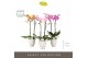 Phalaenopsis mix Optistar Mix 2 spike 60 cm in Emilia White Aquo 15 bl 