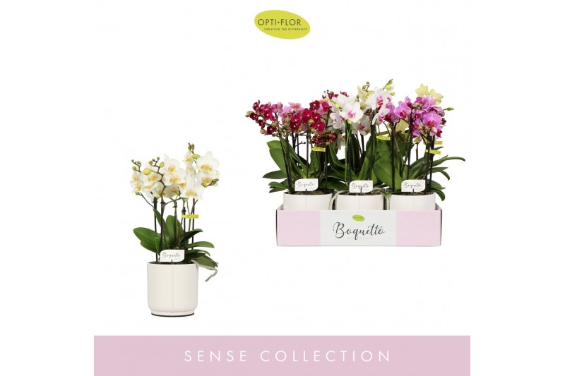Phalaenopsis multiflora mix Boquetto Mix 3-5 spike in Lazio White 30 b 