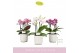 Phalaenopsis multiflora mix Boquetto Mix 3-5 spike in Lazio White 30 b 