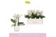 Phalaenopsis multiflora wit Boquetto Passione 3-5 spike in Lazio White 