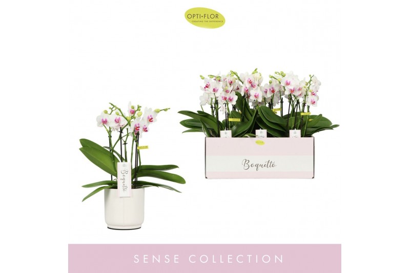 Phalaenopsis multiflora wit Boquetto Passione 3-5 spike in Lazio White 