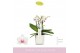 Phalaenopsis multiflora wit Boquetto Passione 3-5 spike in Lazio White 