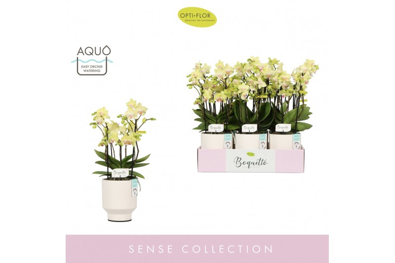 Phalaenopsis multiflora geel Boquetto Sensation 3-5 spike in Emilia Wh 