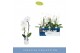 Phalaenopsis wit Fontano Crown 1 spike in Lazio White 7 bl. 1 tak/plnt 