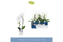 Phalaenopsis wit Fontano Crown 1 spike in Lazio White 7 bl. 1 tak/plnt