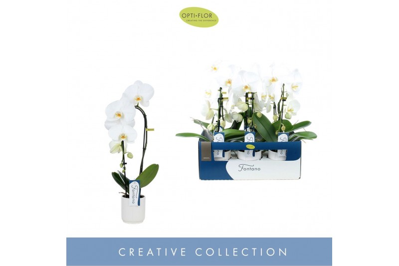 Phalaenopsis wit Fontano Crown 1 spike in Lazio White 7 bl. 1 tak/plnt 