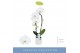 Phalaenopsis wit Fontano Crown 1 spike in Lazio White 7 bl. 1 tak/plnt 