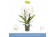 Phalaenopsis wit Fontano Versailles 2 spike 15 bl. 2 tak/plnt 