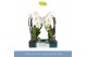 Phalaenopsis wit Fontano Versailles 2 spike 15 bl. 2 tak/plnt 