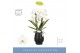 Phalaenopsis wit Fontano Versailles 2 spike in Abruzzo Black Aquo 15 b 