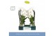 Phalaenopsis wit Fontano Versailles 2 spike in Emilia Green Aquo 15 bl 