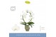 Phalaenopsis wit Mirror Miracle Aurora 2 spike in Emilia Green Aquo 15 