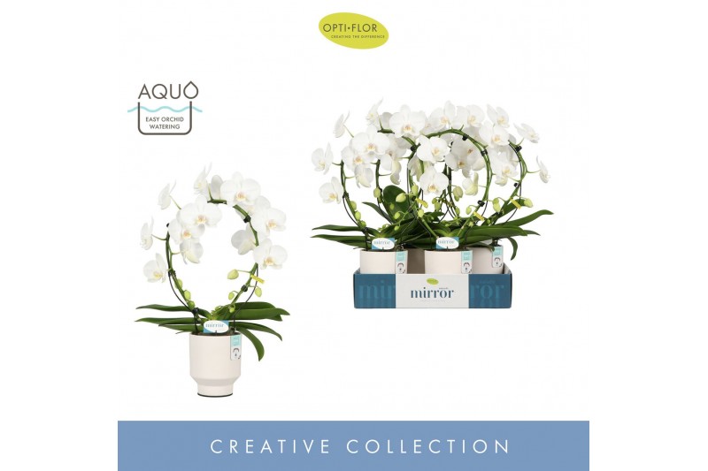 Phalaenopsis wit Mirror Miracle Aurora 2 spike in Emilia White Aquo 15 