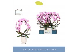 Phalaenopsis Mirror Miracle Jasmine 2 spike in Emilia White Aquo 15 bl