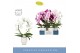 Phalaenopsis mix Mirror Miracle Mix 2 spike in Emilia White Aquo 15 bl 