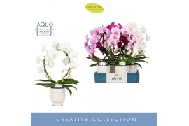 Phalaenopsis mix Mirror Miracle Mix 2 spike in Emilia White Aquo 15 bl