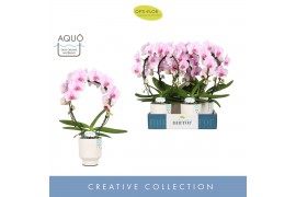 Phalaenopsis roze Mirror Miracle Tiana 2 spike in Emilia White Aquo 15