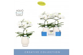 Phalaenopsis wit Balletto Wing 2 spike in Abruzzo White Aquo 16 bl. 2 