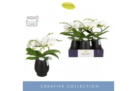 Phalaenopsis wit Dioro Prestige 2 spike in Abruzzo Black Aquo 16 bl. 2