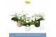 Phalaenopsis wit Dioro Prestige 2 spike in Anja Mix 16 bl. 2 tak/plnt  