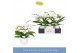 Phalaenopsis wit Dioro Prestige 2 spike in Anja White 16 bl. 2 tak/pln 