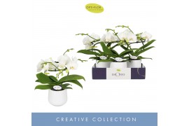 Phalaenopsis wit Dioro Prestige 2 spike in Anja White 16 bl. 2 tak/pln
