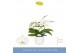 Phalaenopsis wit Dioro Prestige 2 spike in Anja White 16 bl. 2 tak/pln 
