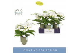 Phalaenopsis wit Dioro Prestige 2 spike in Emilia Green Aquo 16 bl. 2 