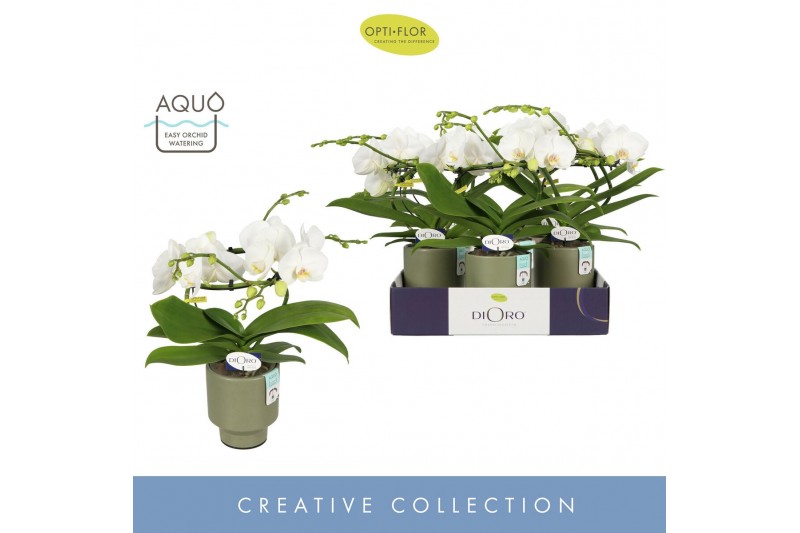 Phalaenopsis wit Dioro Prestige 2 spike in Emilia Green Aquo 16 bl. 2  