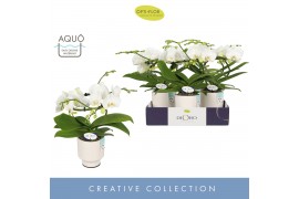Phalaenopsis wit Dioro Prestige 2 spike in Emilia White Aquo 16 bl. 2 