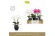 Phalaenopsis mix Singolo & Co Mix in Abruzzo Black Aquo 2 bl. 1 tak/pl 