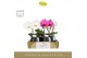 Phalaenopsis mix Singolo & Co Mix in Abruzzo Black Aquo 2 bl. 1 tak/pl 